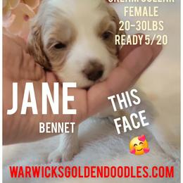 Jane - Cream collar - Parti female Goldendoodle puppy in Fort Worth, Texas from Stacy Warwick