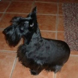 Belle - Scottish Terrier