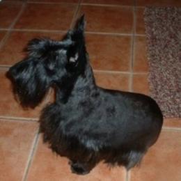Belle - Scottish Terrier