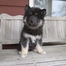 Siberian Husky Puppies from Arctic Circle Kennels