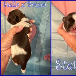 Stetson - Liver and white male Shih Tzu puppy in Beatrice, Nebraska from I Shih Tzu Not Puppies