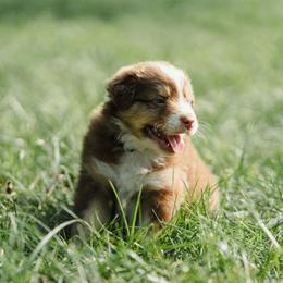 Mr. Green - Red & white male Australian Shepherd puppy in Albany, Indiana from Hughes Heritage Aussies