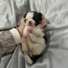 Ranger - Black and tan male Pekingese puppy in Brown City, Michigan from Sweet Pekes
