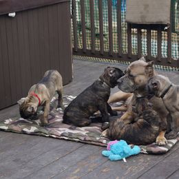 Cane Corso Puppies from Knights Watch Cane Corso