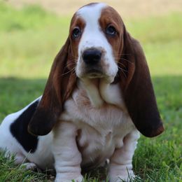 Violet - Black brown and white female Basset Hound puppy in Pollock, Missouri from Northstar