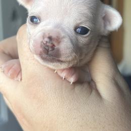Chihuahua and French Bulldog Puppies from Sasha’s Elite Kennel LLC
