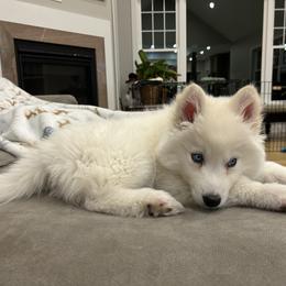 Siberian Husky All Grown Up from Nyzen Farms