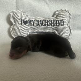 Girl 1 - Black and tan female Dachshund puppy in Quemado, New Mexico from TNT Dachshunds