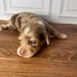 Blue - Dapple male Dachshund puppy in Miami, Florida from Maitime Dachshund