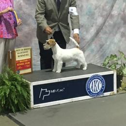 Lucy - Russell Terrier
