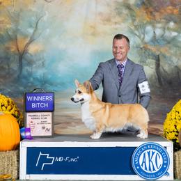 Bubbles - Pembroke Welsh Corgi