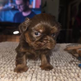 Sam - Chocolate and tan male Shih Tzu puppy in Fairview Park, Ohio from Sunshine Shih tzus