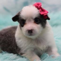 Baby - fluffy - Gray and white female American Corgi puppy in Lithia, Florida from Diamondcrest Inc