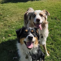 Australian Shepherds from SMartAuss Farm Australian Shepherds