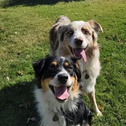 Australian Shepherds from SMartAuss Farm Australian Shepherds