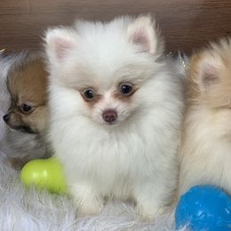 Pomeranian Puppies from BD Poms
