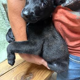 File' - Black brindle female Dutch Shepherd puppy in Saint Amant, Louisiana from Mercy Kennels
