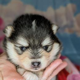Hickory - 1800 - Black and white male Pomsky puppy in Spring Hill, Florida from www.PuppyTimeEmporium.com