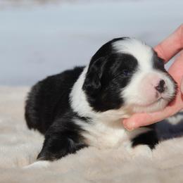 Balto-1400 - Black tri-color male Australian Shepherd puppy in Star City, Arkansas from Circle P Farm Australian Shepherds