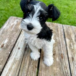 Danny - Parti male Miniature Schnauzer puppy in Crestview, Florida from 850Schnauzers
