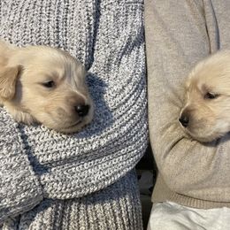 Golden Retriever Puppies from Clew Bay Golden Retrievers