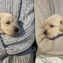 Golden Retriever Puppies from Clew Bay Golden Retrievers