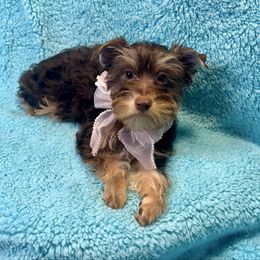 EMMA - Chocolate and tan female Yorkshire Terrier puppy in Shelton, Washington from Cute Yorkies