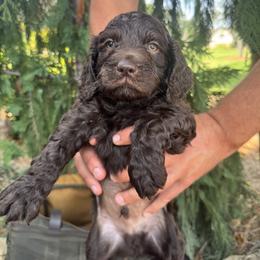 Black - Chocolate male Boykin Spaniel puppy in Portland, Tennessee from Honey Run Boykins