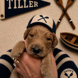 Tiller - Red  male Goldendoodle puppy in Placerville, California from New Dawn Poodles and Doodles