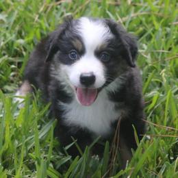 Miniature Australian Shepherd and Toy Australian Shepherd Puppies from TK Mini Aussies