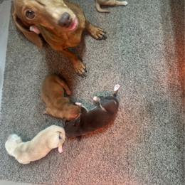 Boy 1 - Chocolate and tan male Dachshund puppy in Polo, Missouri from Blue Tails Farm