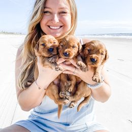 Golden Retriever Puppies from Salty Goldens