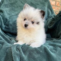 Pluto - Black parti male Pomeranian puppy in San Jacinto, California from Savvypomeranians