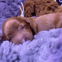 Goldendoodle Puppies from Simply Mini Goldendoodles