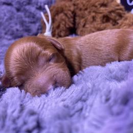 Goldendoodle Puppies from Simply Mini Goldendoodles