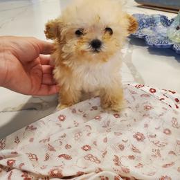 Poodle Puppies from Caboodles Of Poodles