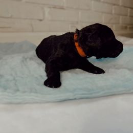 Poodle Puppies from Simplicity Poodles