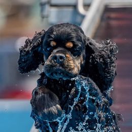 Cocker Spaniels from Evergreen Cocker Spaniels