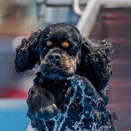 Cocker Spaniels from Evergreen Cocker Spaniels