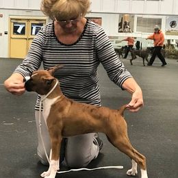 Boxer Puppies from CinniBon Boxers (Kennel)