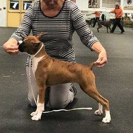 Boxer Puppies from CinniBon Boxers (Kennel)