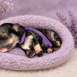 Willow - Salt and pepper female Miniature Schnauzer puppy in Magalia, California from NorCal Schnauzers