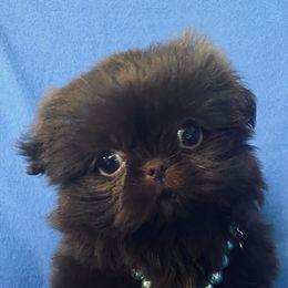 Shih Tzu puppies from Beauty's Shih Tzu (Georgia)