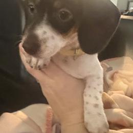 Dachshund Puppies from Treasure Valley Dachshunds