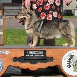 River - Swedish Vallhund