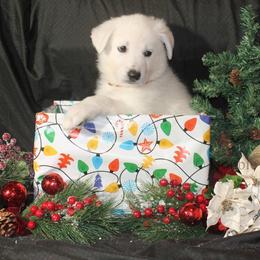 Red girl - White female German Shepherd puppy in Bexar County, Texas from Scenic Creek German Shepherds and White Swiss Shepherds