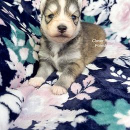 Roselle - Silver and white female Pomsky puppy in Sheffield, Iowa from Clover Ridge Pomskies