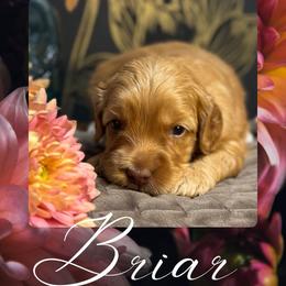 Briar - Caramel cream male Australian Labradoodle puppy in Fremont, New Hampshire from Birchwood Labradoodles