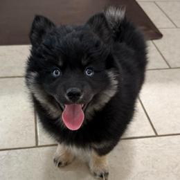 Noir - Black female Pomsky puppy in Raymondville, Missouri from Pampered Pomskies
