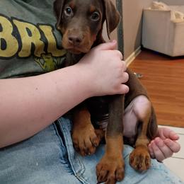 Navy blue Red boy number five - Red and rust male Doberman Pinscher puppy in Antioch, Tennessee from Aiba Doberman's